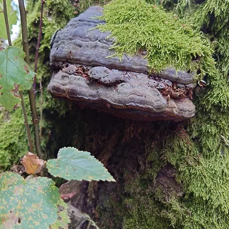 Pipowagen Biej Oma Neeske