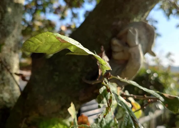 Pipowagen Biej Oma Neeske *