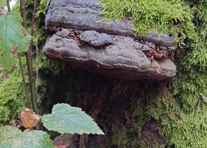 Pipowagen Biej Oma Neeske